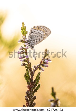 A beautiful blue spotted butterfly sitting on a branch of heather in a morning dew with water droplets on wings. Beautiful closeup of a marsh insect.