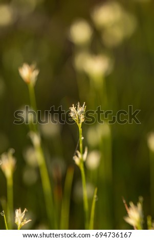 A beautiful white flowered sedge growing in the marsh. Macro photo of a swamp foliage.