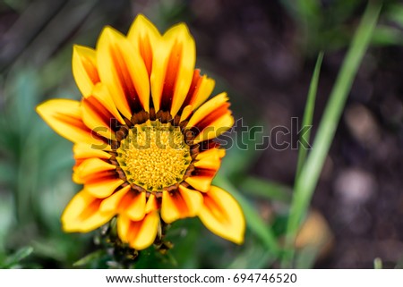 yellow, orange and red flower on a blurred garden background 