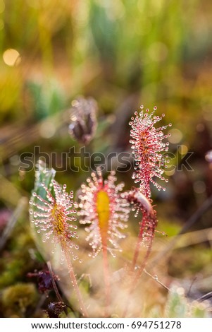 A beautiful closeup of a great sundew leaves in a morning light. Carnivorous plant in marsh. A vibrant macro photo.