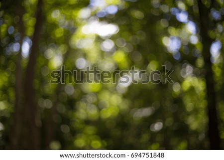 Colorful green tone bokeh take from the light splash through many leaf in forest in the afternoon
