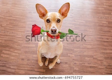 chihuahua dog in love on valentines day, rose in mouth, with sunglasses and cool gesture,isolated on wood background
