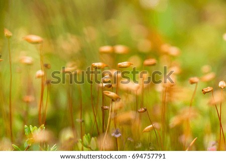 A beautiful closeup of a marsh moss. Macro photo of a swamp foliage in summer.