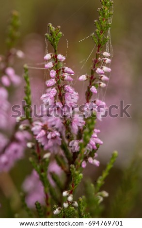 A beautiful pink heathers growing in a marsh in morning light. A beautiful closeup of a swamp flowers.