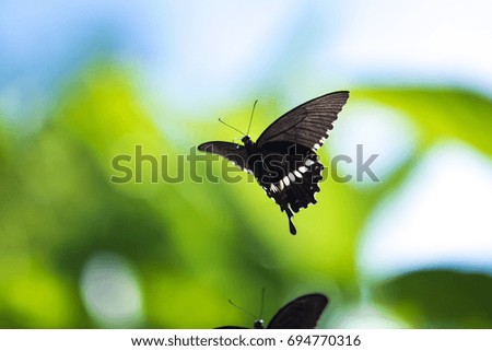 Butterfly: Papilio polytes flying