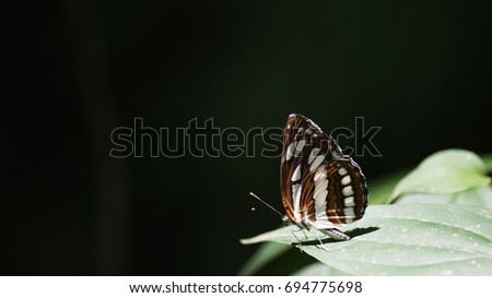 close up of Side view of Butterfly: Neptis hylas with blank expression