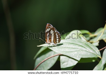 Side view of Butterfly: Neptis hylas
