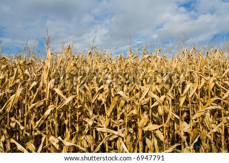 Ripe corn field