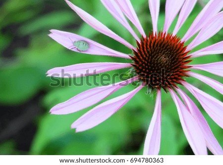A forest bug on a flower of echinacea, macro photography.