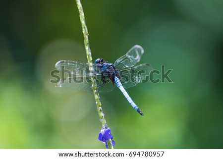 Close up Dragonfly: side view of Marsh Skimmer