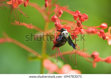 Carpenter bee flying to red flower
