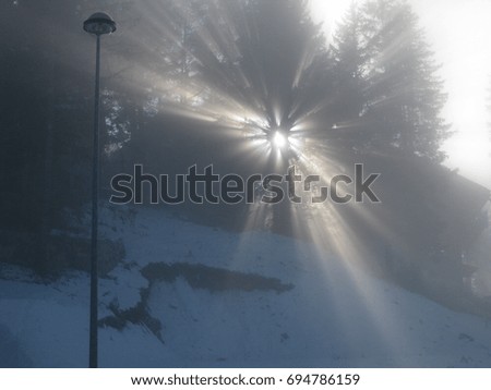 sunlight behind a tree