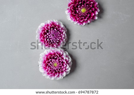 Fresh flowers carnations and place for your text. Abstract background for design.