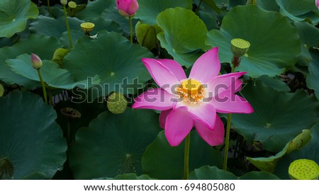 Fresh pink lotus flower or water lily. Stock photo image of closeup of beautiful pink lotus flower is blooming. The background is the pink lotus flowers and yellow lotus bud copy space for text design