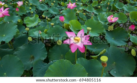 Royalty high quality free stock image of a pink lotus flower. The background is the lotus leaf and pink lotus flowers and yellow lotus bud in a pond. Viet Nam. Peace scene in a countryside, Vietnam