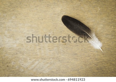 Feather on concrete texture background.