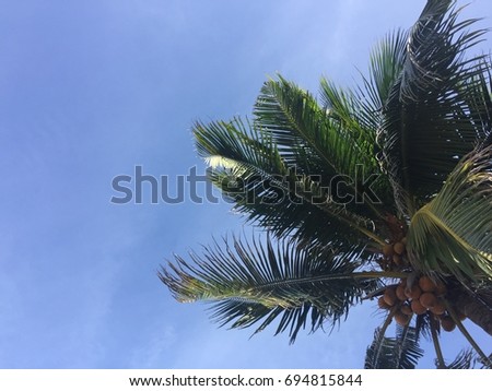 amazing beautiful natural coconut background picture