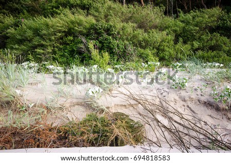 Dunes and beach at the Baltic sea