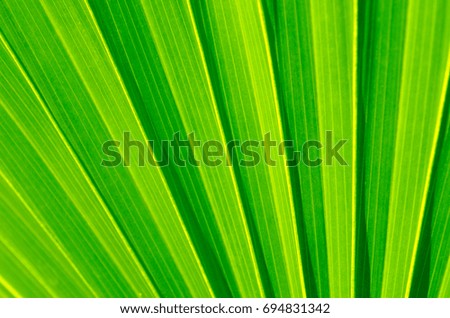 Lines of green palm leaves use as background