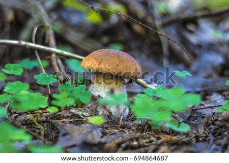Boletus mushroom on sunny bokeh forest grass background