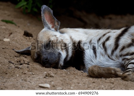 Hyena sleeping