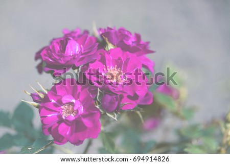 rose flowers on the rose bush in flower garden at the morning