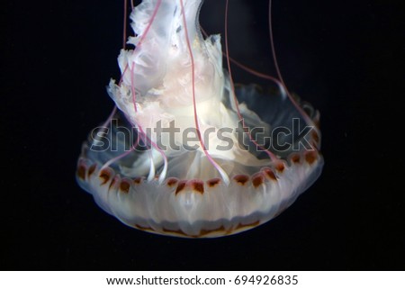 Macro picture of a Jelly Fish