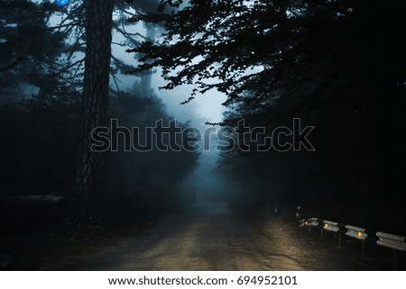 Forest, road, trees, green, night, evening, nature, light.