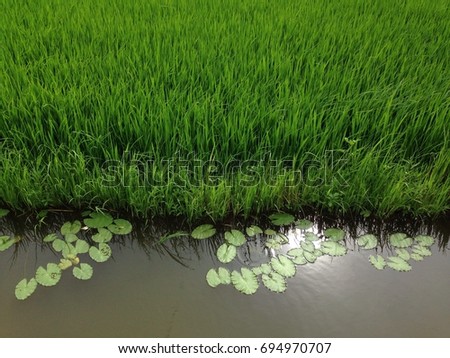 Beautiful natural rice field