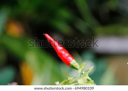 Red chili on tree