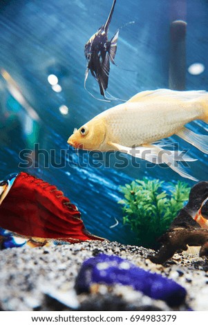 Colorful fishes in aquarium blue water background