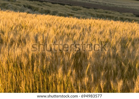 rural landscape  in biei hills