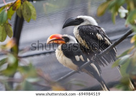 Close-up of black and red beak toucans (family Ramphastidae) in the rain