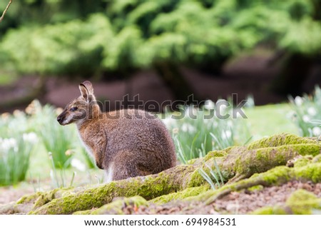 Kangaroo portrait in the wild