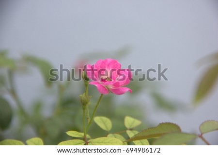 small pretty pink rosr