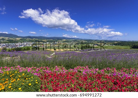 lavender  park in furano