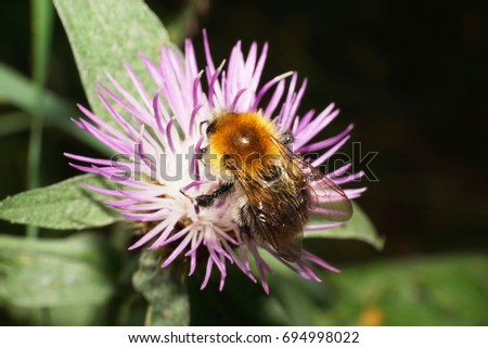 Macro of Caucasian multicolored fluffy and red field bumblebee Bombus pascuorum with wings and tendrils of collecting nectar on a white and purple flower cornflower                               