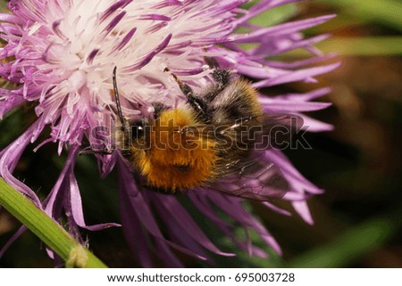 Macro of Caucasian fluffy bright brown field bumblebee Bombus pascuorum with wings gathering nectar on white-violet flower cornflower                               