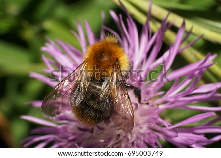 Close-up of Caucasian fluffy bright brown field bumblebee Bombus pascuorum with wings gathering nectar on white-violet flower cornflower                              