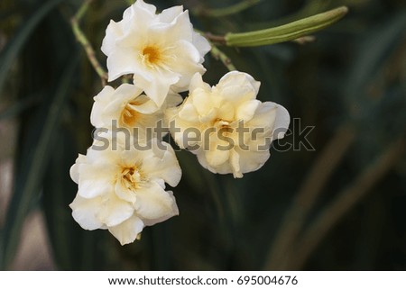 Natural background oleander flowers purchase plan terry cream white