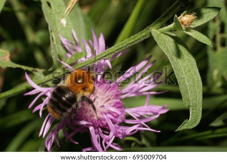  Macro of the soaring Caucasian striped fluffy bright brown field bumblebee Bombus pascuorum collecting pollen on a purple flower cornflower                              