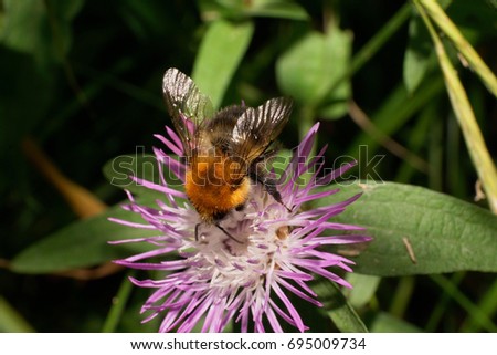  Macro sitting on top of Caucasian striped fluffy bright brown field bumblebee Bombus pascuorum collecting pollen on purple flower cornflower
                              