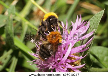 Macro view from above of a cornflower sitting on purple flower of the Caucasian brown with wings of a field bumblebee Bombus pascuorum and collecting pollen and nectar
                               