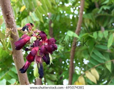 Bilimbi (Averhoa bilimbi Linn.) or cucumber fruits on tree also called belimbing buluh in Malaysia. commonly used by people at southeast Asia culinary and as flavor enhancer to sour dishes.