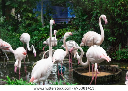 swan or flamingo alike