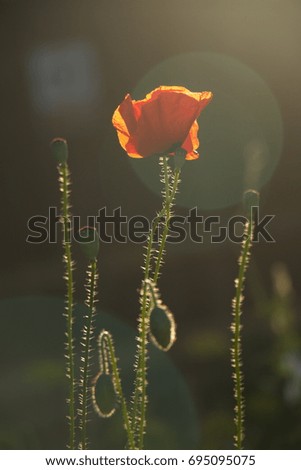 Poppies lit with the sun in the summer meadows