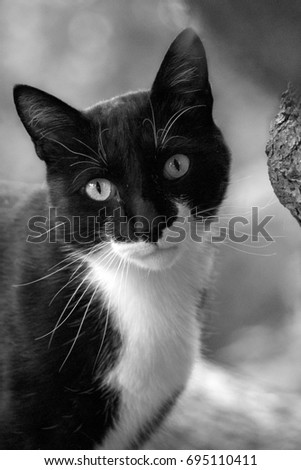 Portrait of a Black and White Cat