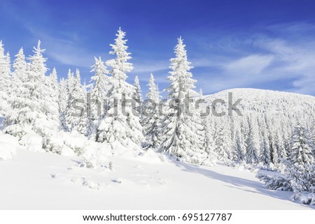 Snow covered fir trees on the background of mountain peaks. Panoramic view of the picturesque snowy winter landscape. Magnificent and silent sunny day. 