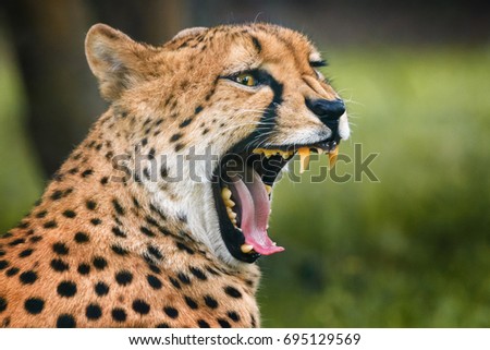 Cheetah showing his dangerous teeth which using during hunting