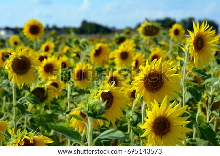 A lot of yellow sunflowers growing in a field